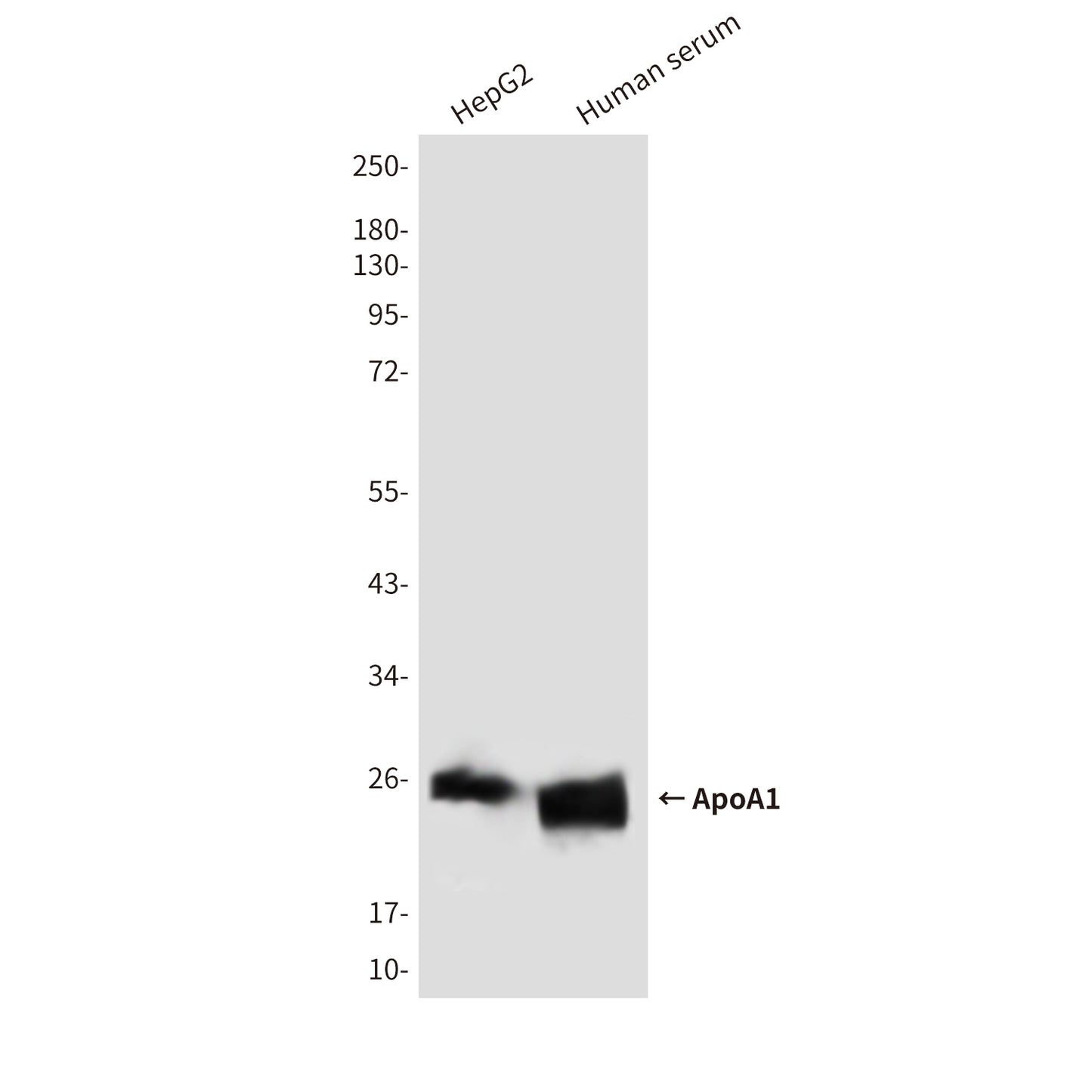 ApoA1 (2D6) Mouse Monoclonal Antibody