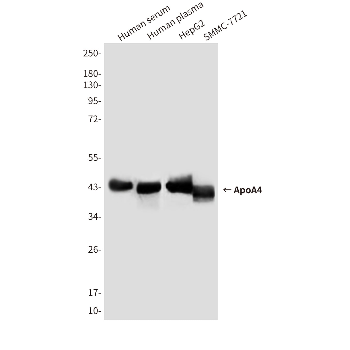 ApoA4 Mouse Monoclonal Antibody