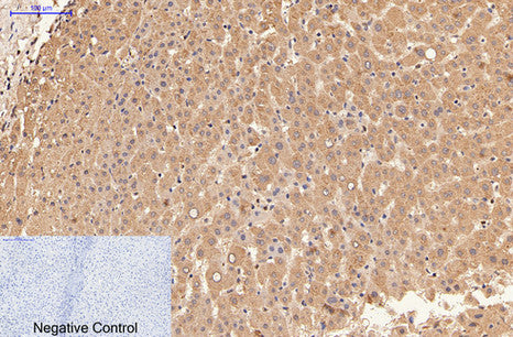 alpha Lactalbumin (10B3) Mouse Monoclonal Antibody