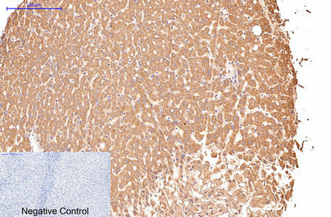 CD16 (9G6) Mouse Monoclonal Antibody