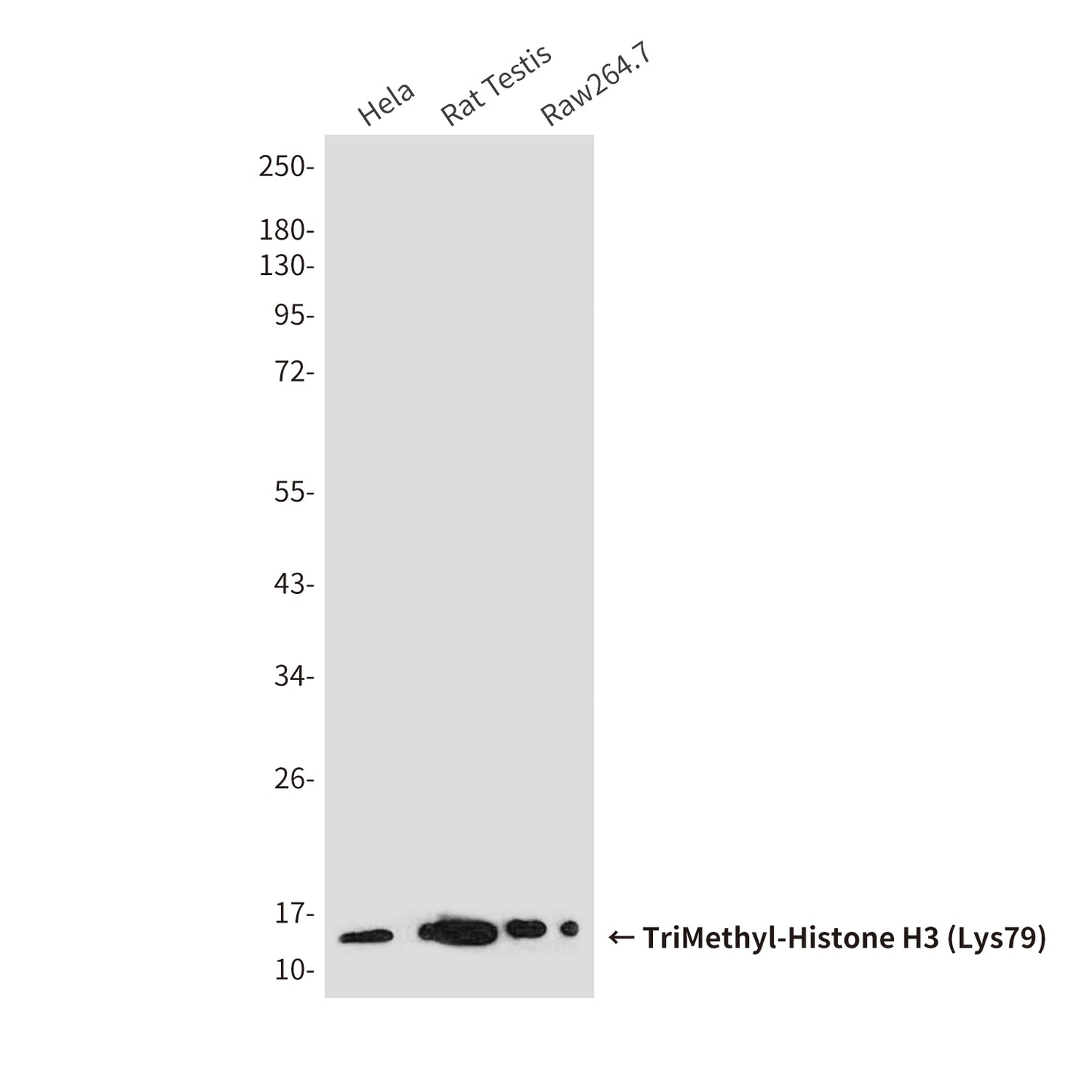 TriMethyl-Histone H3 (Lys79) (6A6) Mouse Monoclonal Antibody
