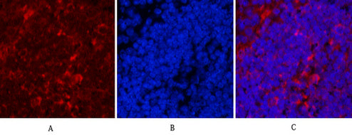 Hsp90 beta (6A7) Mouse Monoclonal Antibody