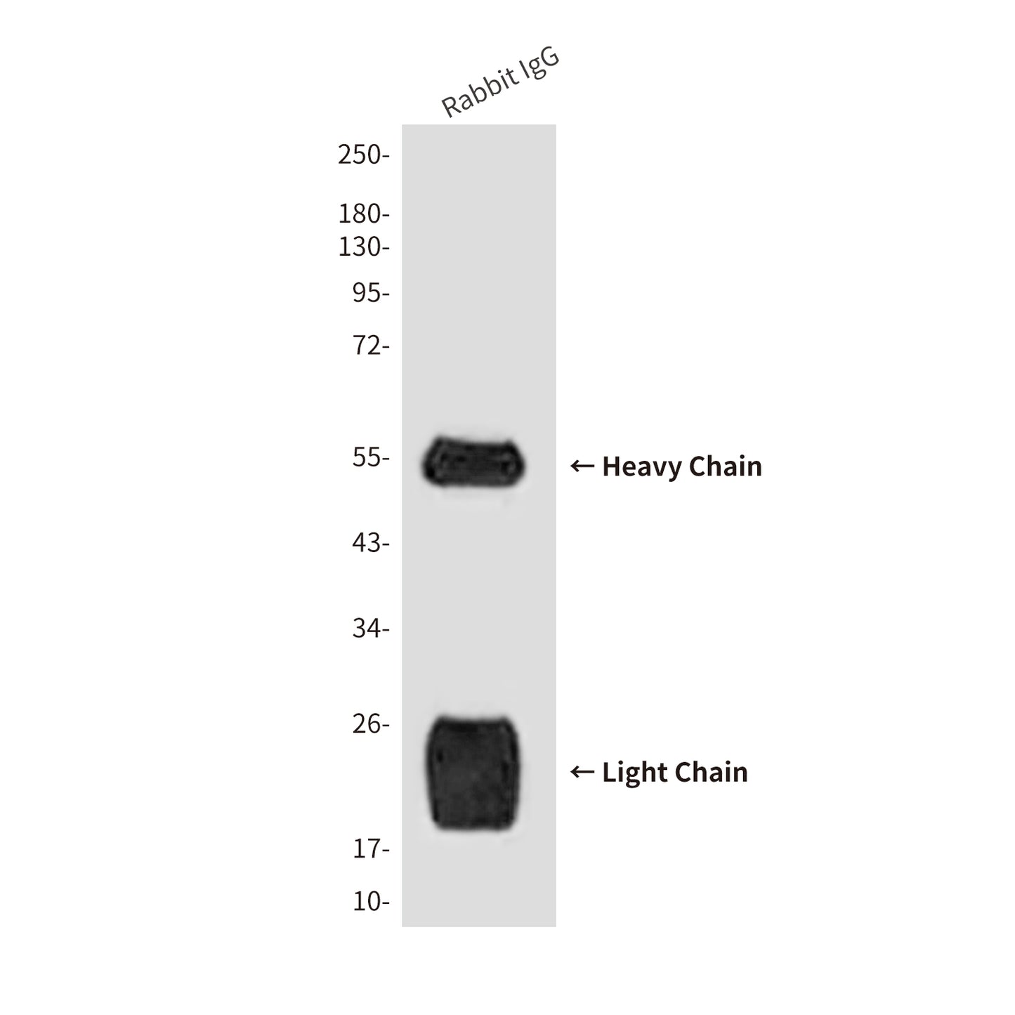 Rabbit IgG H&L (10D2) Mouse Monoclonal Antibody