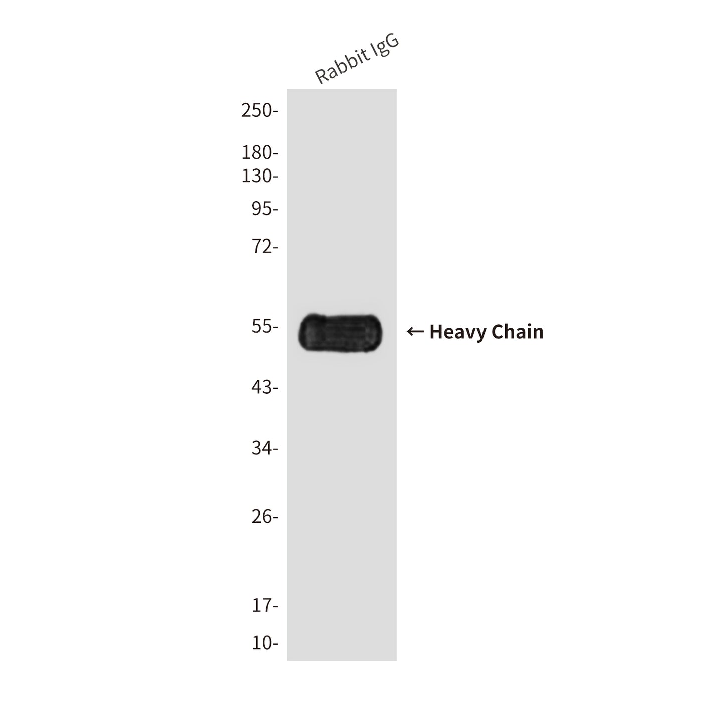 Rabbit IgG Fc (6D3) Mouse Monoclonal Antibody