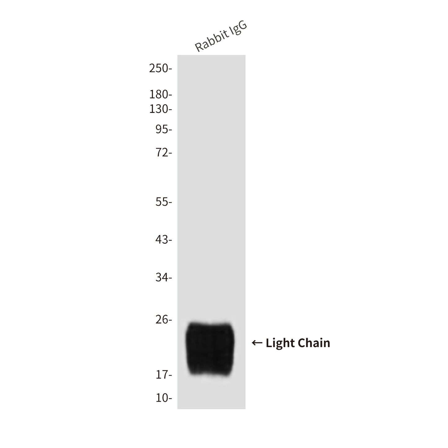 Rabbit IgG Light Chain (7F9) Mouse Monoclonal Antibody