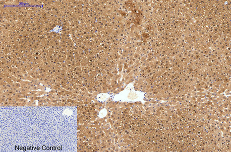 Hydroxyacid Oxidase 1 (4B4) Mouse Monoclonal Antibody