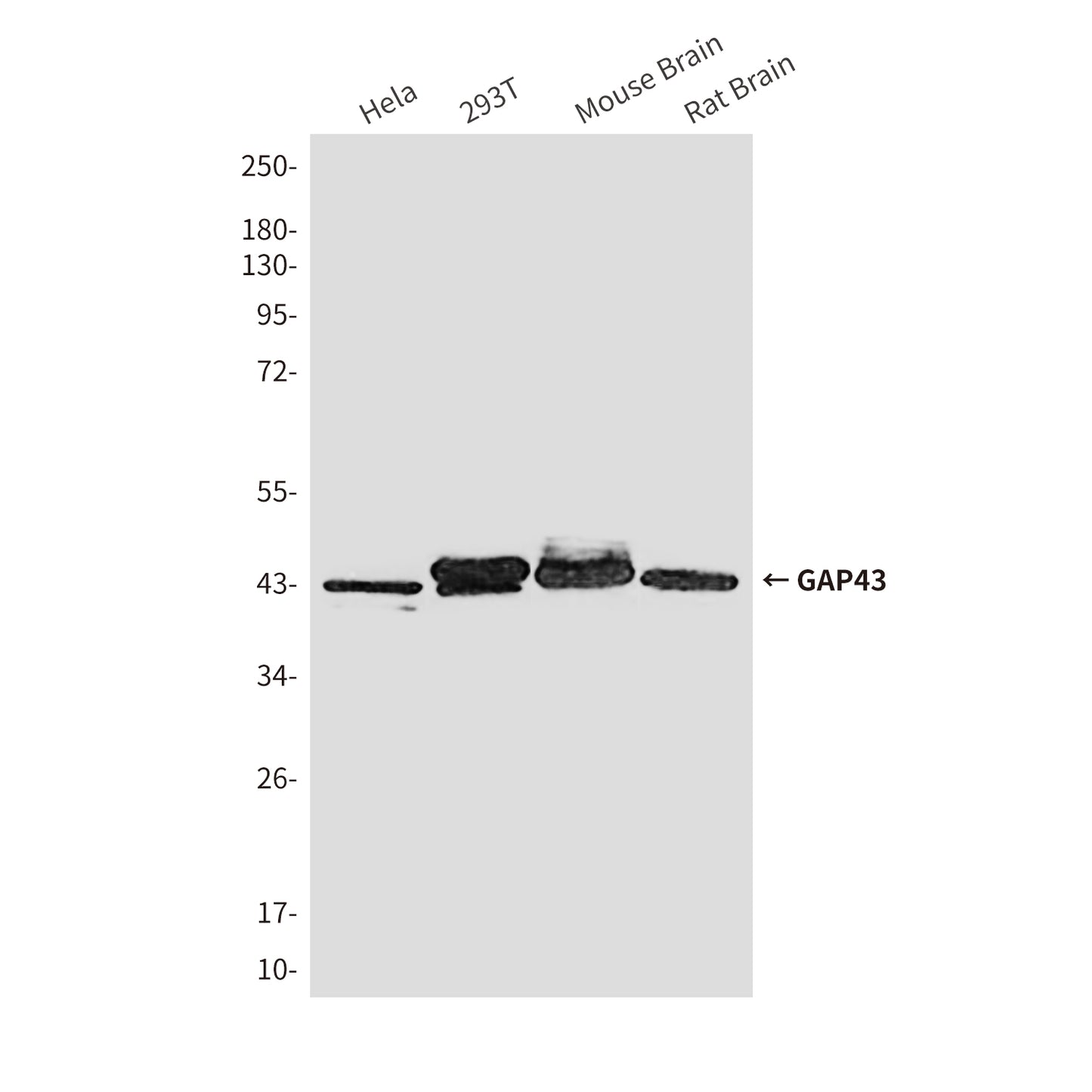 GAP43 (10C7) Mouse Monoclonal Antibody