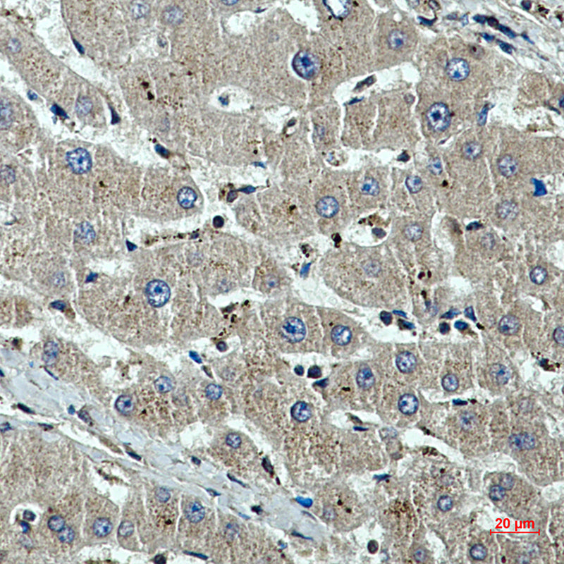 beta I Tubulin (1H10) Mouse Monoclonal Antibody