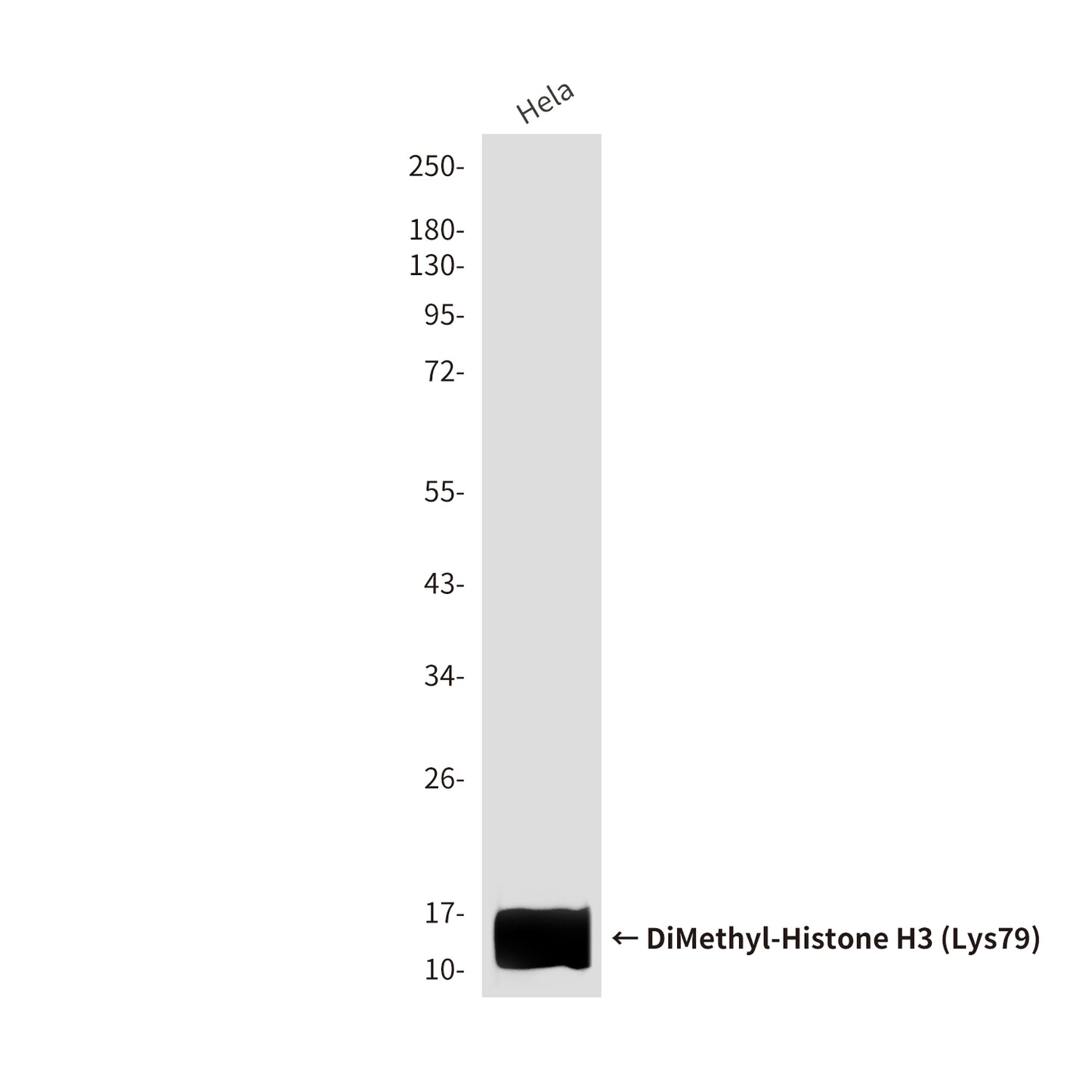 DiMethyl-Histone H3 (Lys79) (8E8) Mouse Monoclonal Antibody