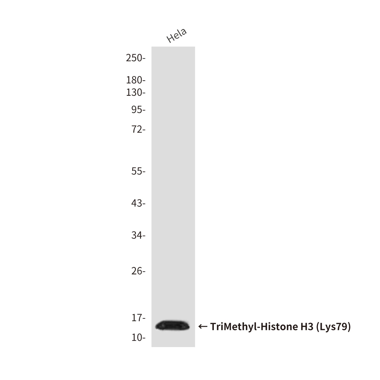 TriMethyl-Histone H3 (Lys79) (8G4) Mouse Monoclonal Antibody