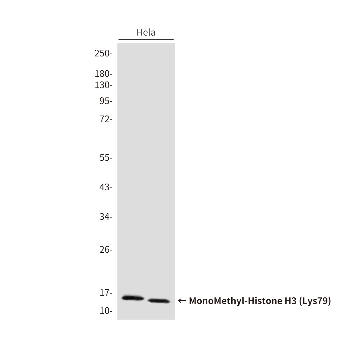 MonoMethyl-Histone H3 (Lys79) (6H1) Mouse Monoclonal Antibody