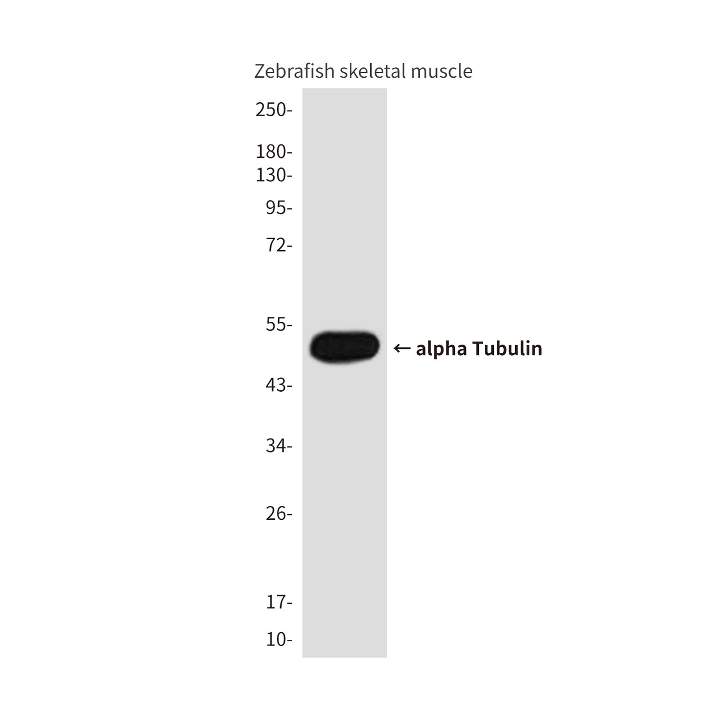 alpha Tubulin (Zebrafish Specific) (4C7) Mouse Monoclonal Antibody