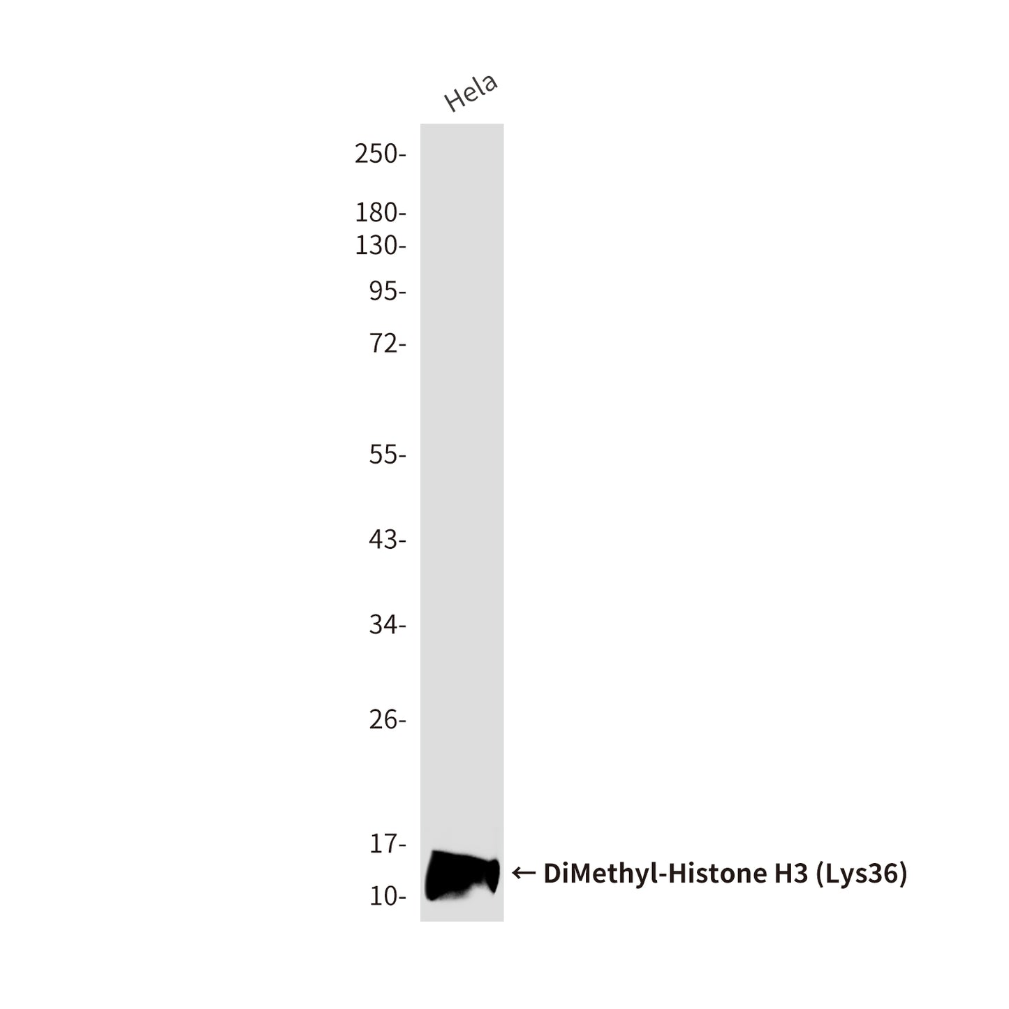 DiMethyl-Histone H3 (Lys36) (1B4) Mouse Monoclonal Antibody