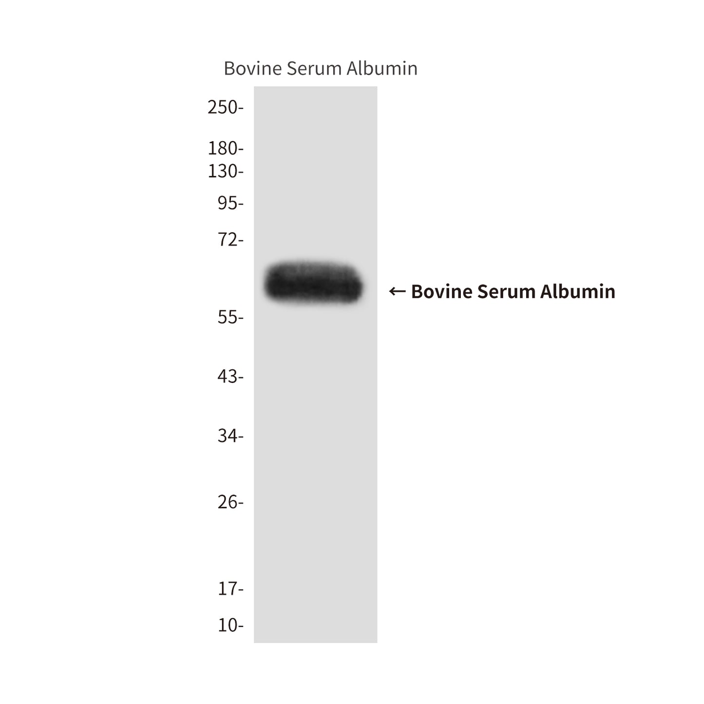 Bovine Serum Albumin (10G8) Mouse Monoclonal Antibody