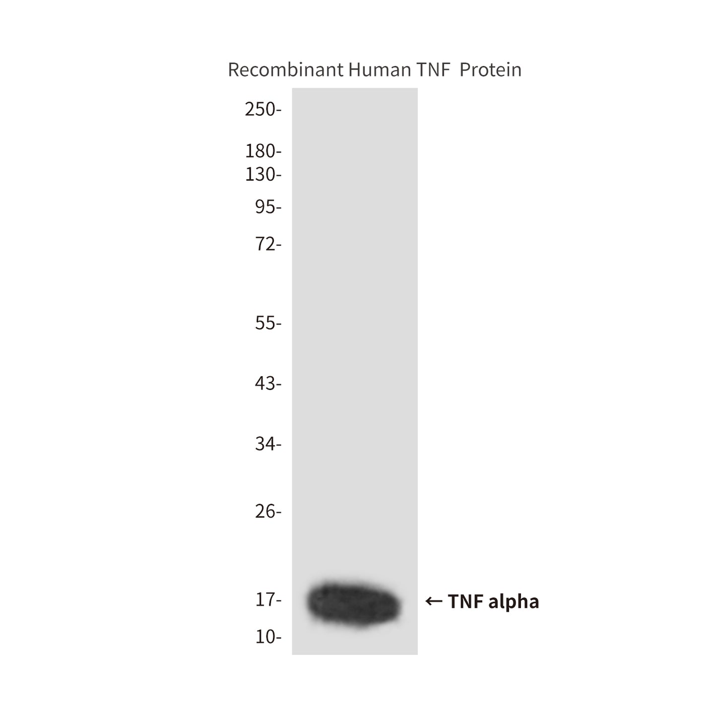 TNF alpha (6H2) Mouse Monoclonal Antibody
