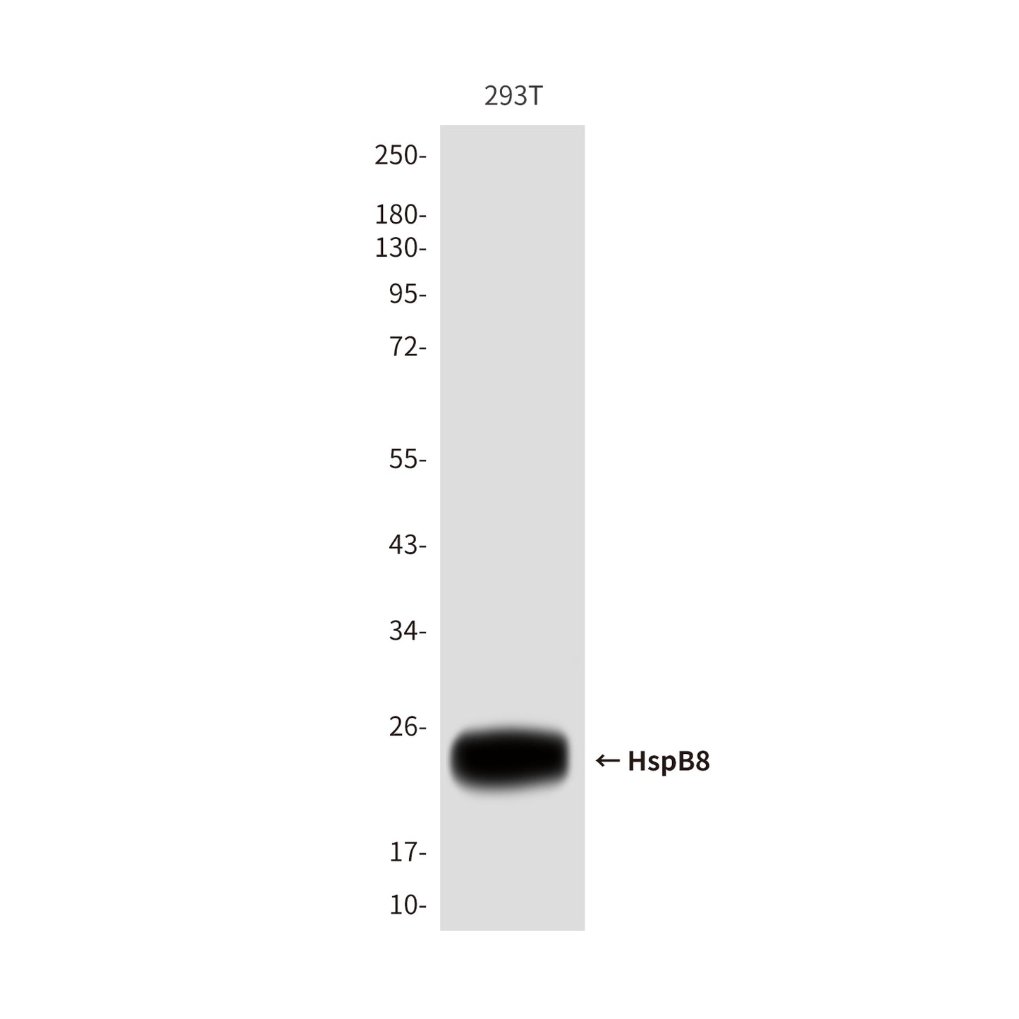 HspB8 (1D7) Mouse Monoclonal Antibody