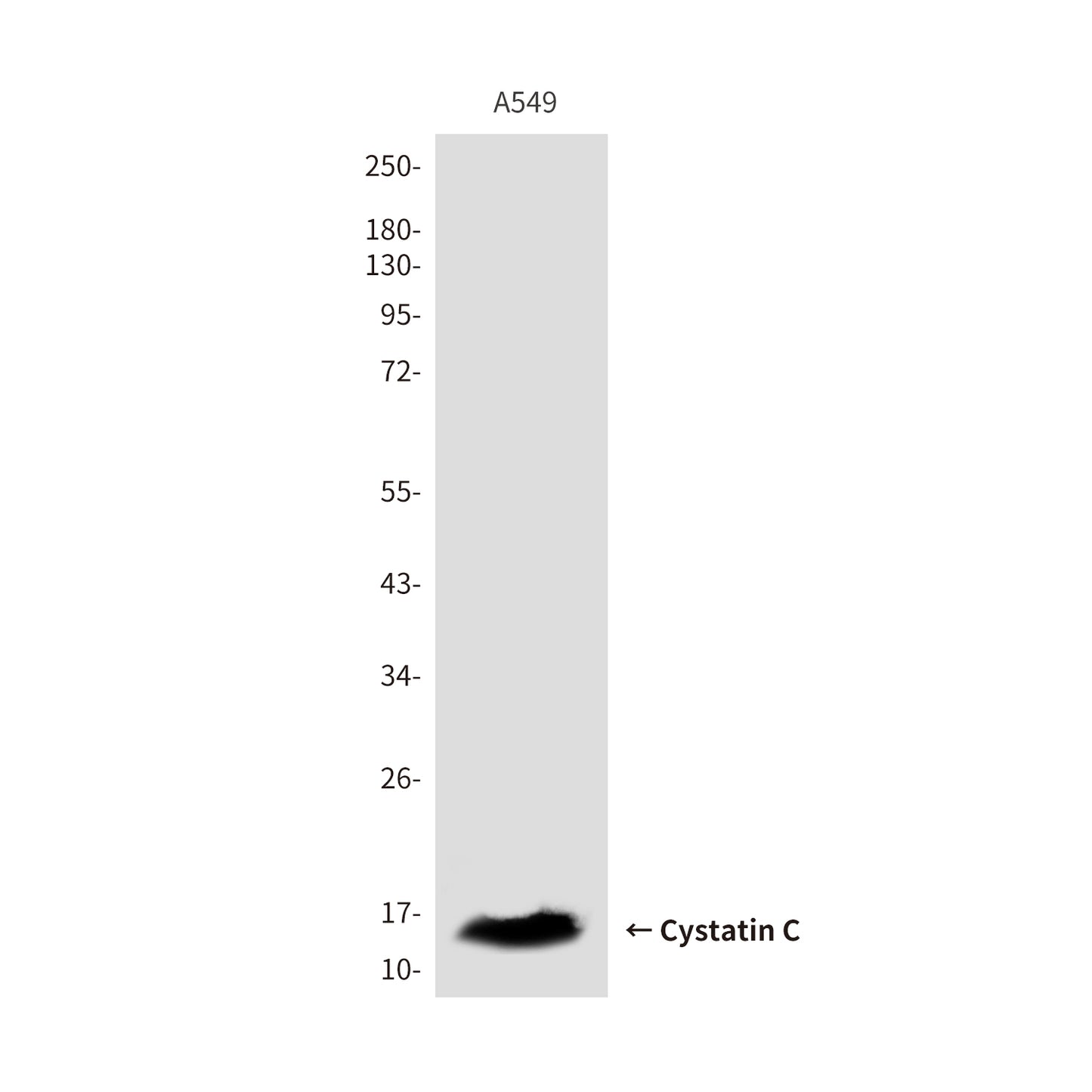 Cystatin C (3C8) Mouse Monoclonal Antibody