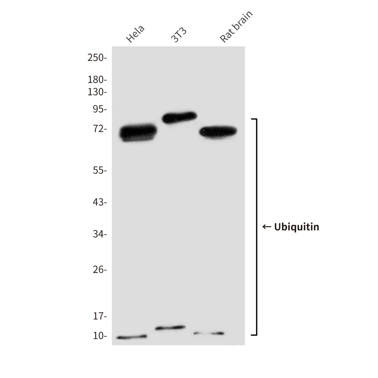 Ubiquitin (7F2) Mouse Monoclonal Antibody