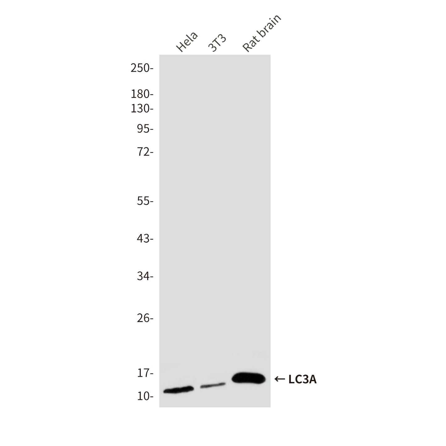 LC3A (8F5) Mouse Monoclonal Antibody