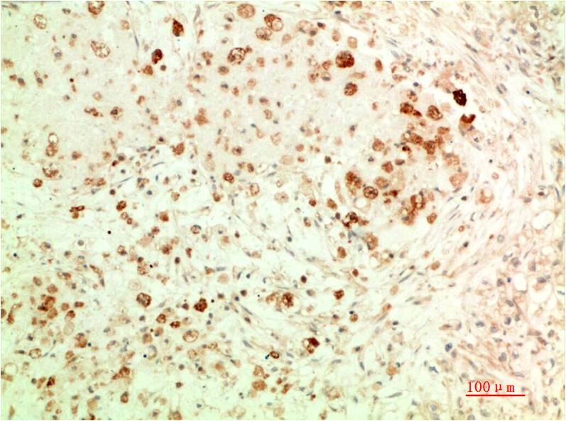 APG5L (3C10) Mouse Monoclonal Antibody