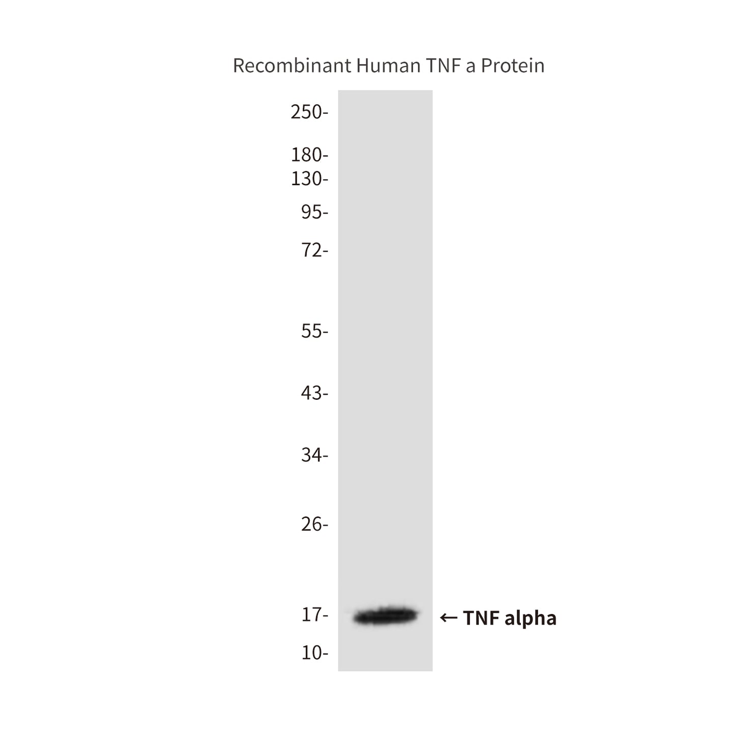 TNF alpha (9D9) Mouse Monoclonal Antibody