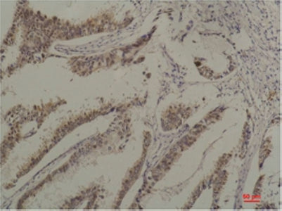 Hsc70 (4C2) Mouse Monoclonal Antibody