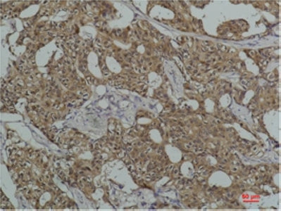 Hsc70 (5C2) Mouse Monoclonal Antibody