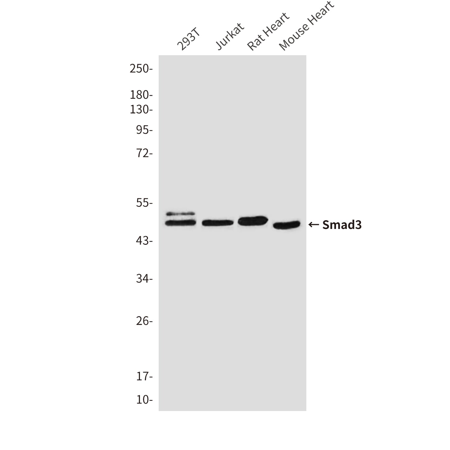 Smad3 (4H4) Mouse Monoclonal Antibody