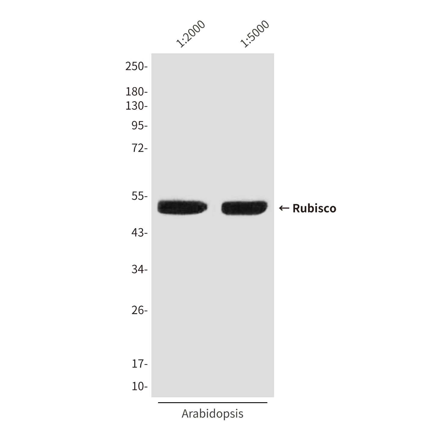 Rubisco (1E3) Mouse Monoclonal Antibody