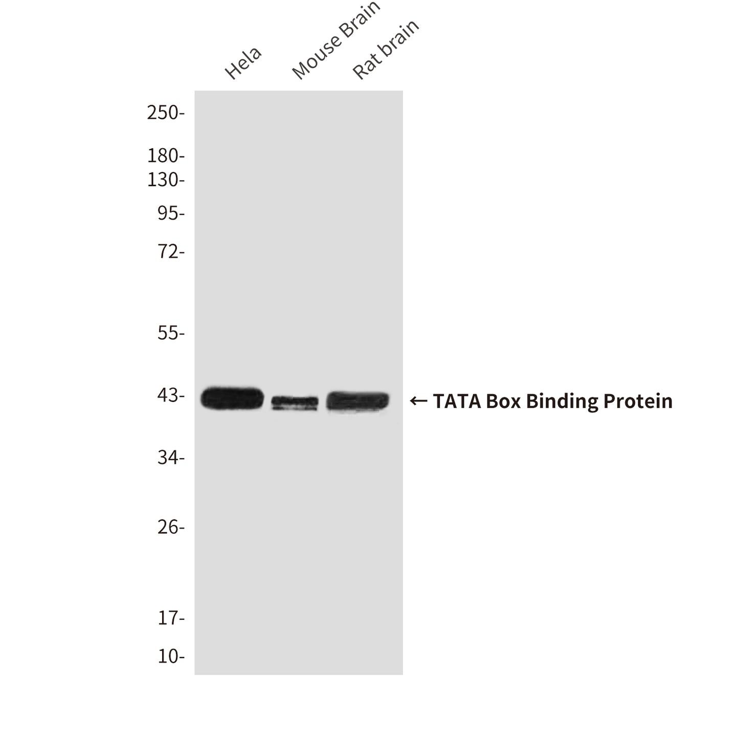 TATA Box Binding Protein (9D1) Mouse Monoclonal Antibody