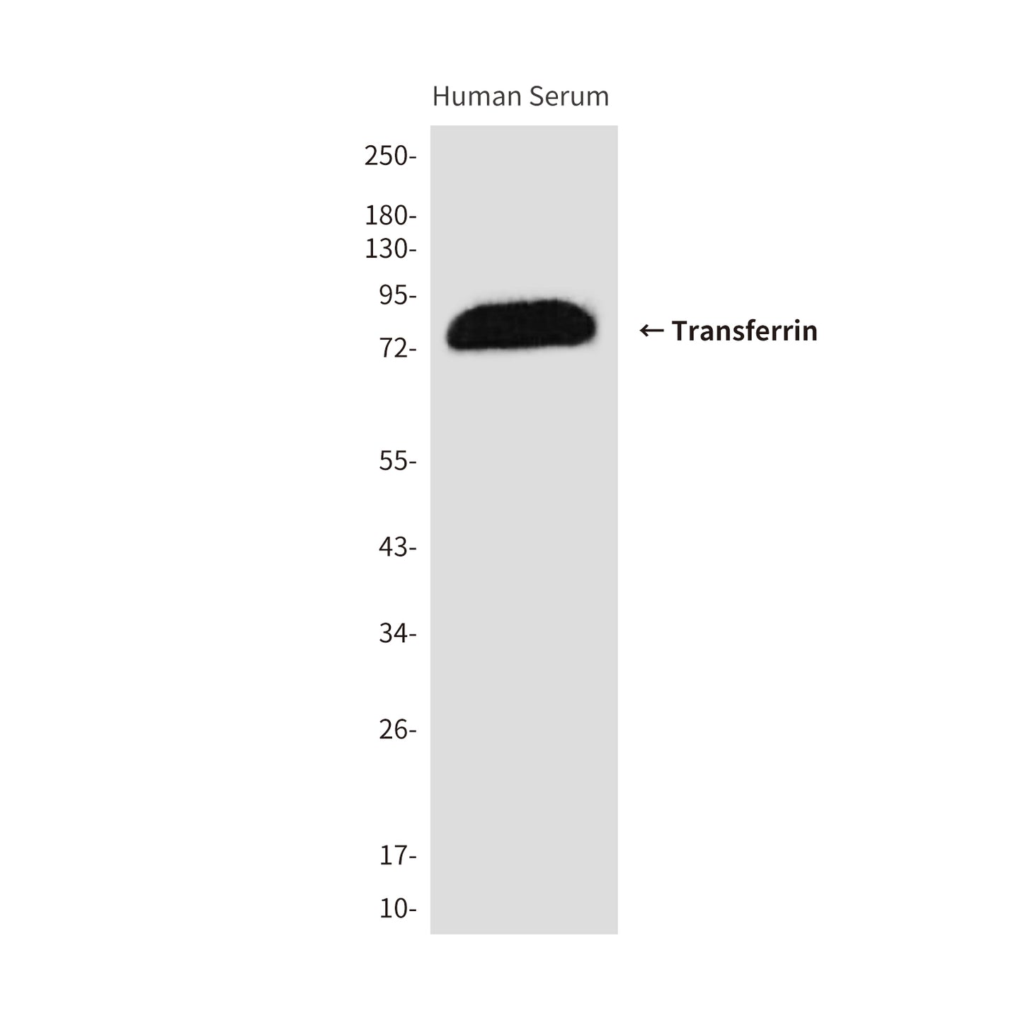 Transferrin (1G7) Mouse Monoclonal Antibody