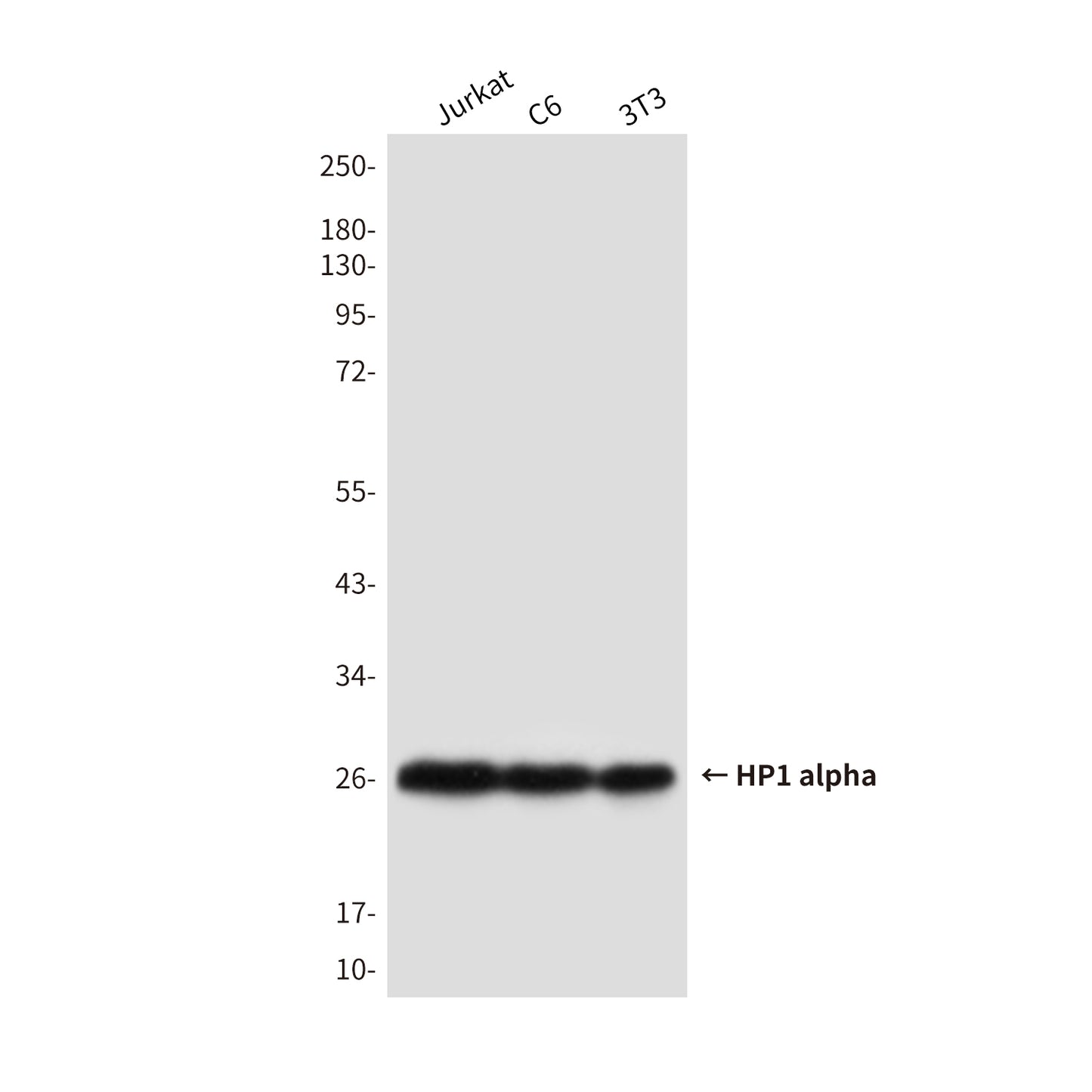 HP1 alpha Mouse Monoclonal Antibody