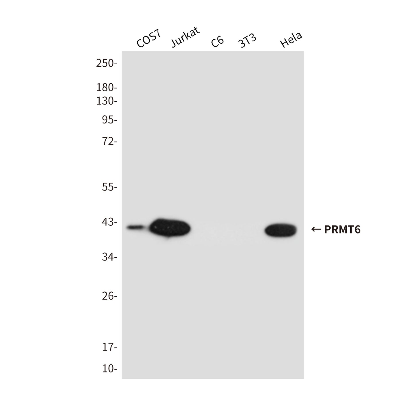 PRMT6 Mouse Monoclonal Antibody