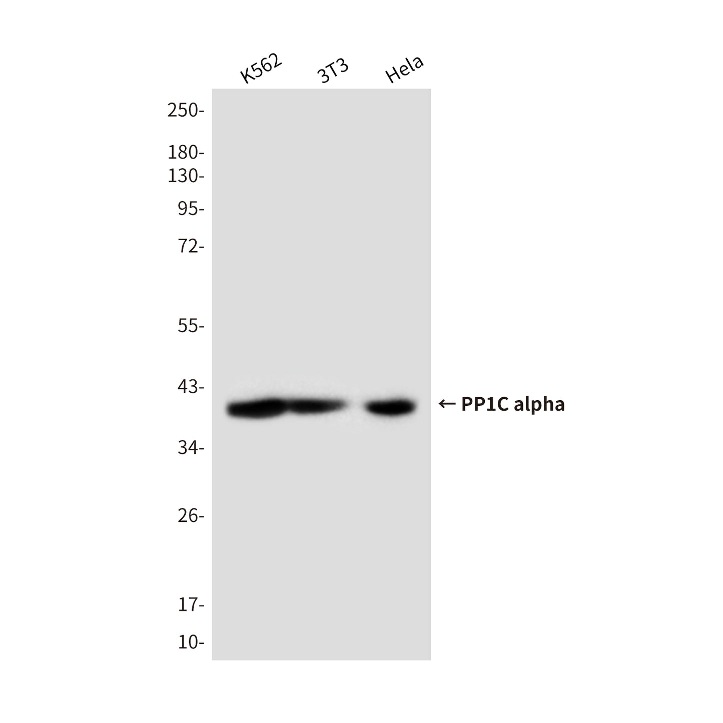 PP1C alpha Mouse Monoclonal Antibody