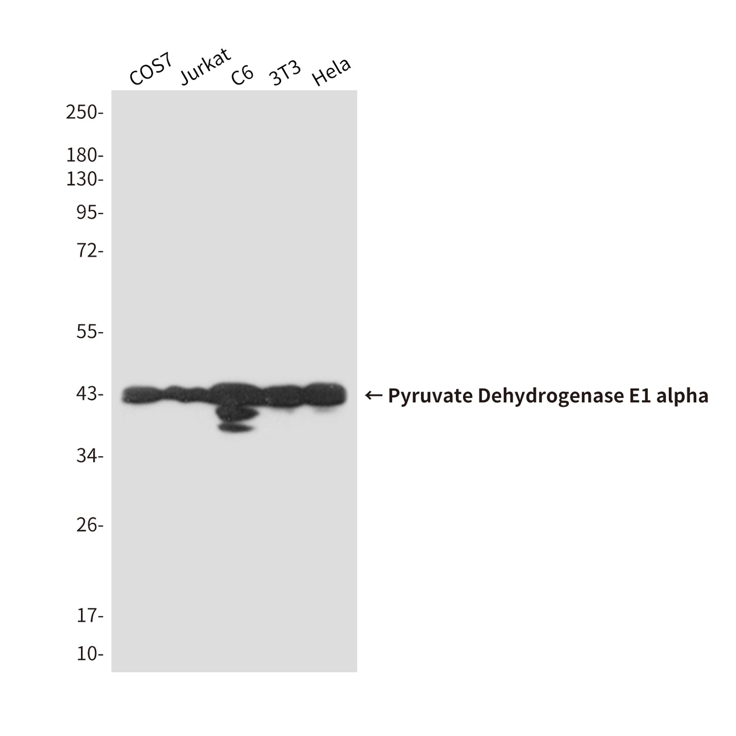 Pyruvate Dehydrogenase E1 alpha Mouse Monoclonal Antibody
