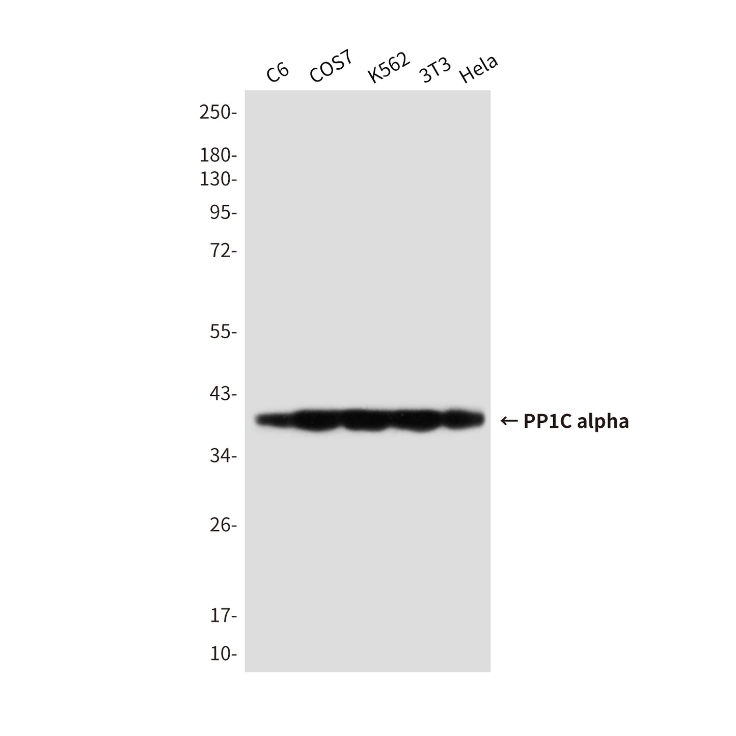 PP1C alpha Mouse Monoclonal Antibody