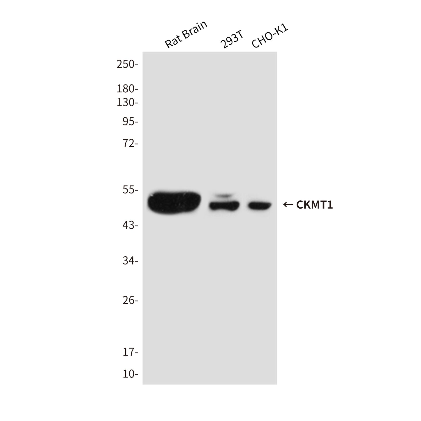 CKMT1 Mouse Monoclonal Antibody