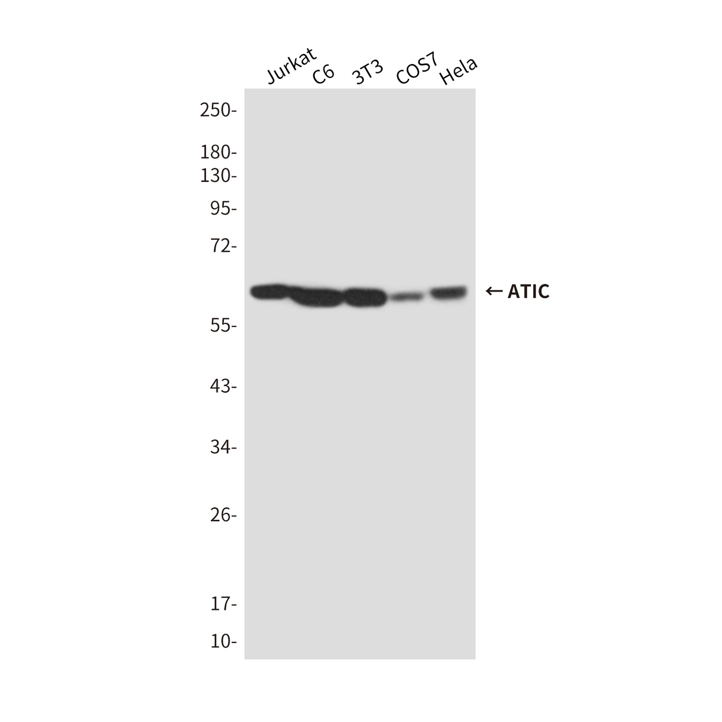 ATIC Mouse Monoclonal Antibody