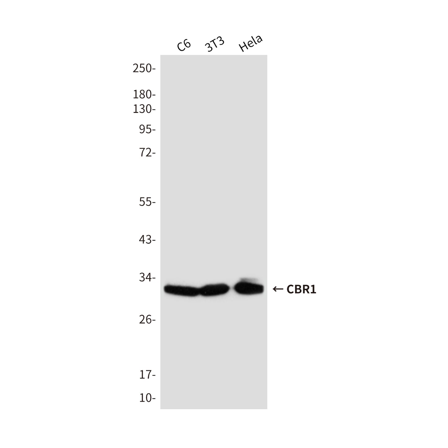 CBR1 Mouse Monoclonal Antibody