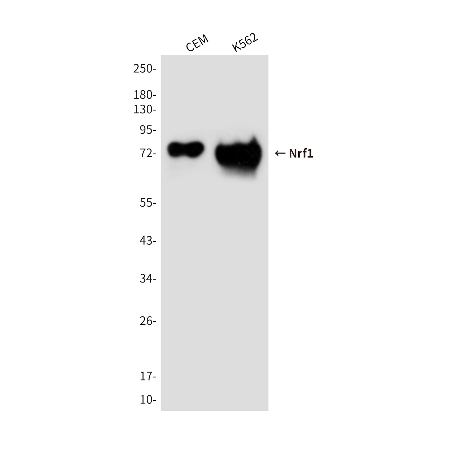Nrf1 Mouse Monoclonal Antibody