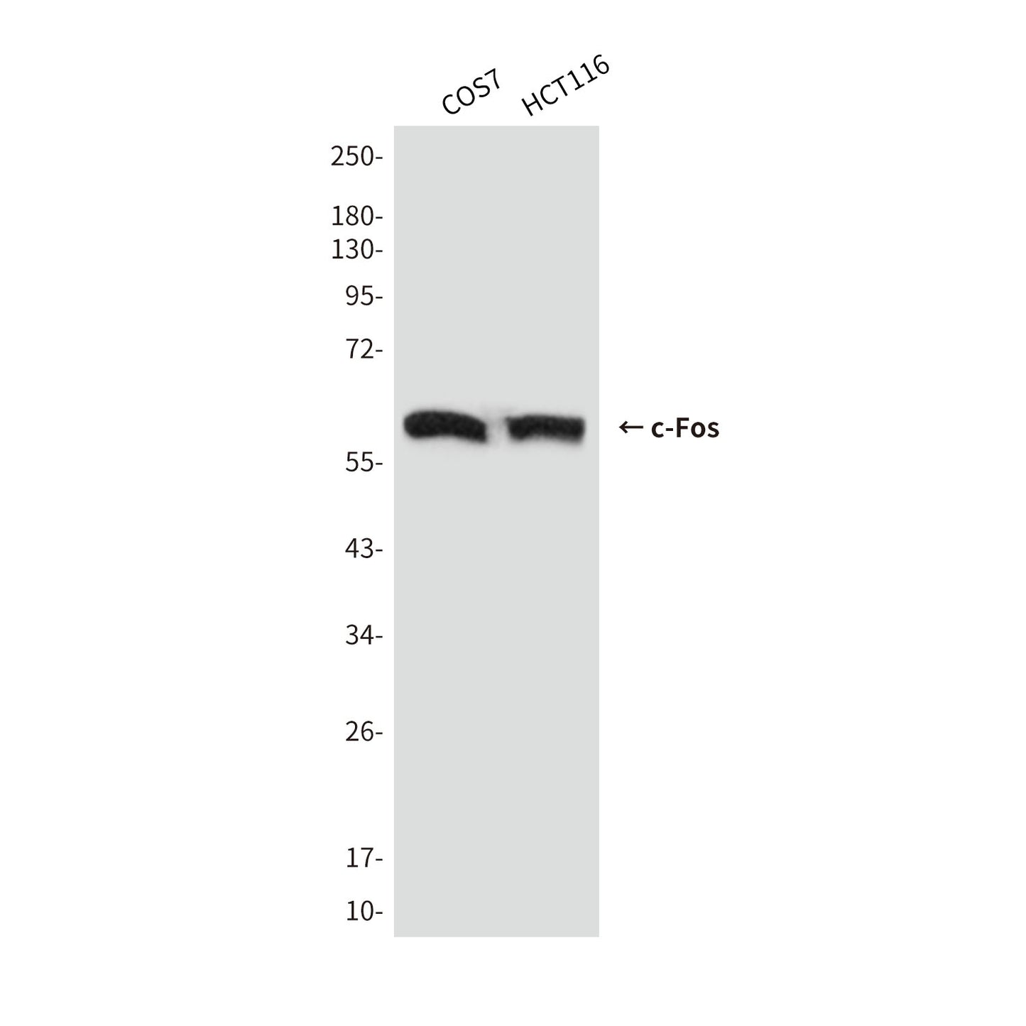 c-Fos (7D6) Mouse Monoclonal Antibody