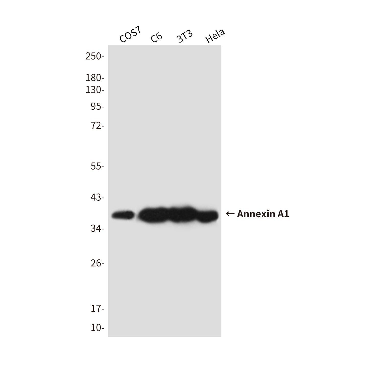 Annexin A1 Mouse Monoclonal Antibody