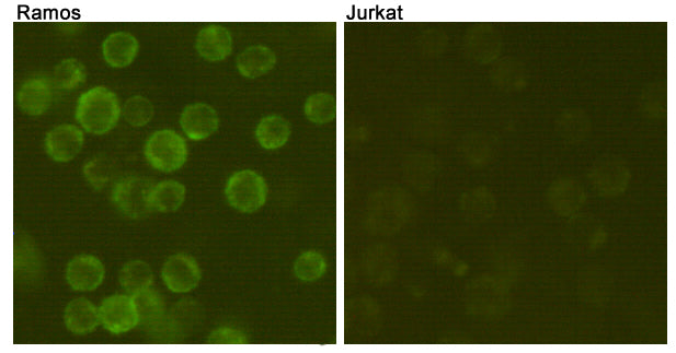 CD19 Mouse Monoclonal Antibody (FITC)
