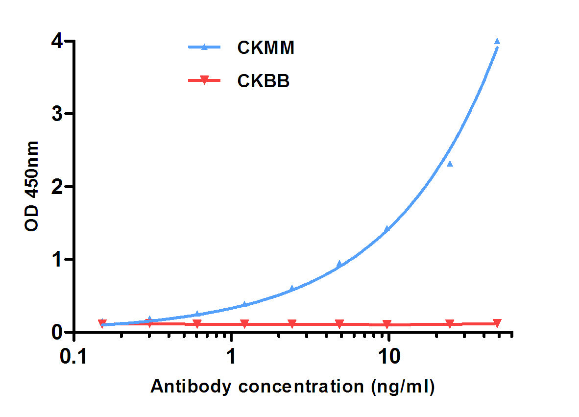 CKM (6A12) Mouse Monoclonal Antibody