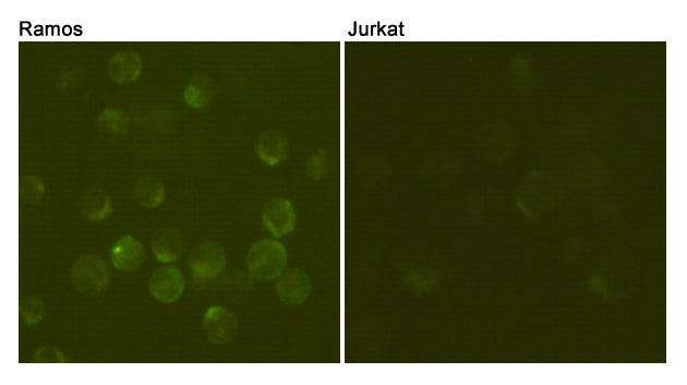 CD19 (3G7) Mouse Monoclonal Antibody
