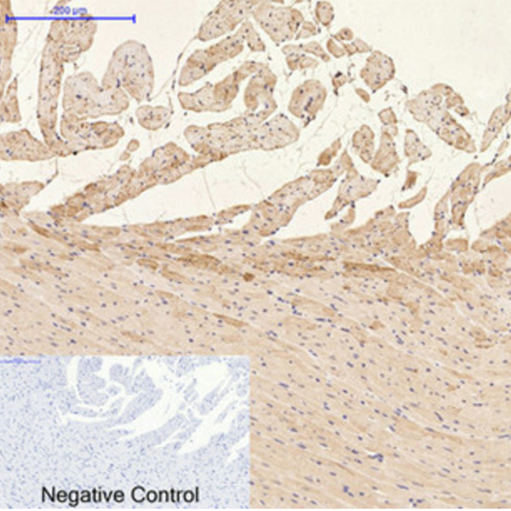 GFAP (9A2) Mouse Monoclonal Antibody