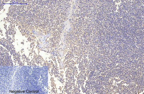 MAP2 (3B5) Mouse Monoclonal Antibody