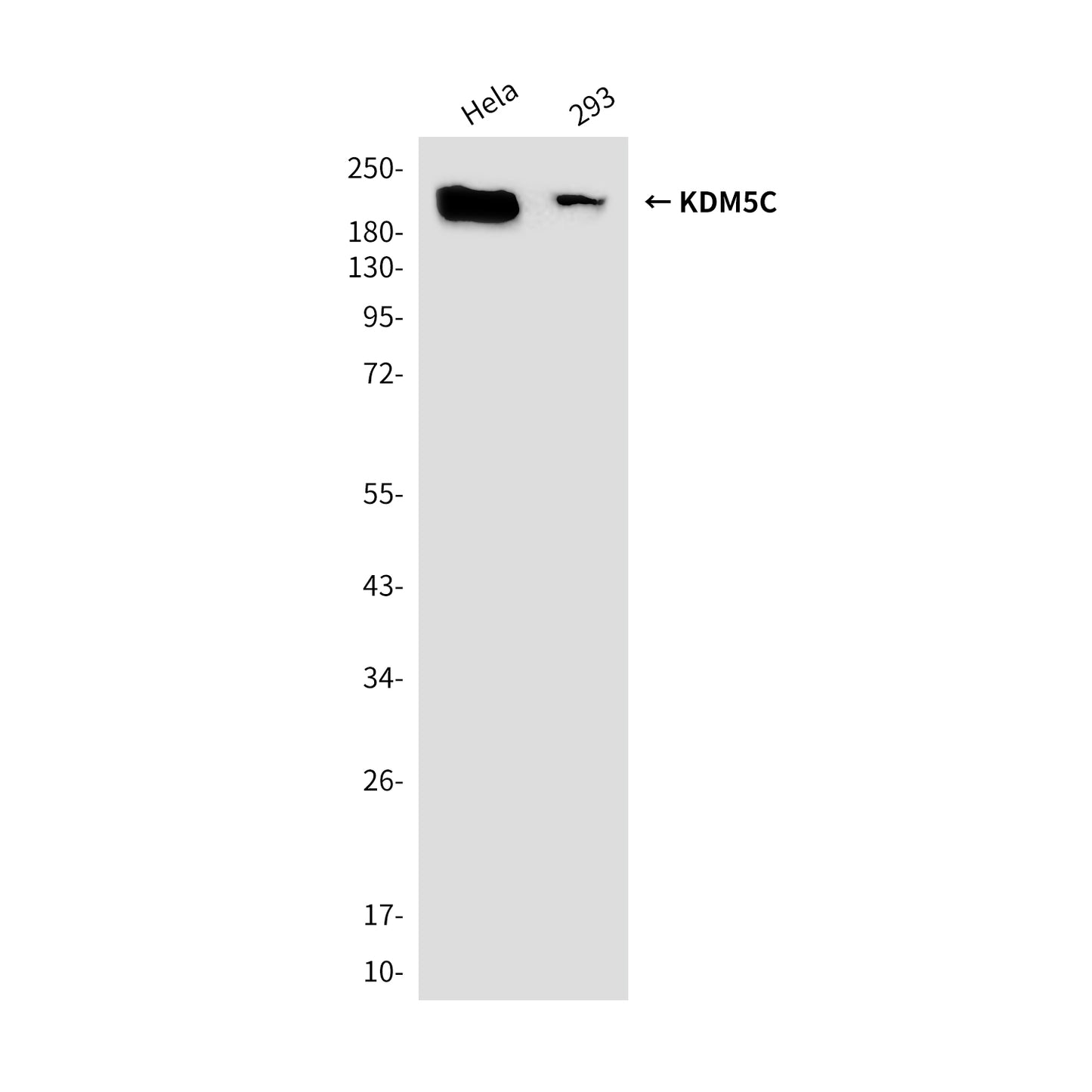 KDM5C (2E4) Mouse Monoclonal Antibody