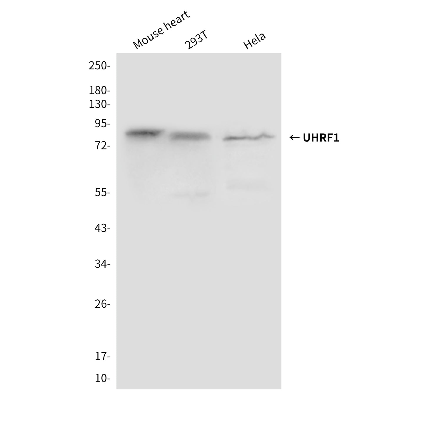 UHRF1 (1H9) Mouse Monoclonal Antibody