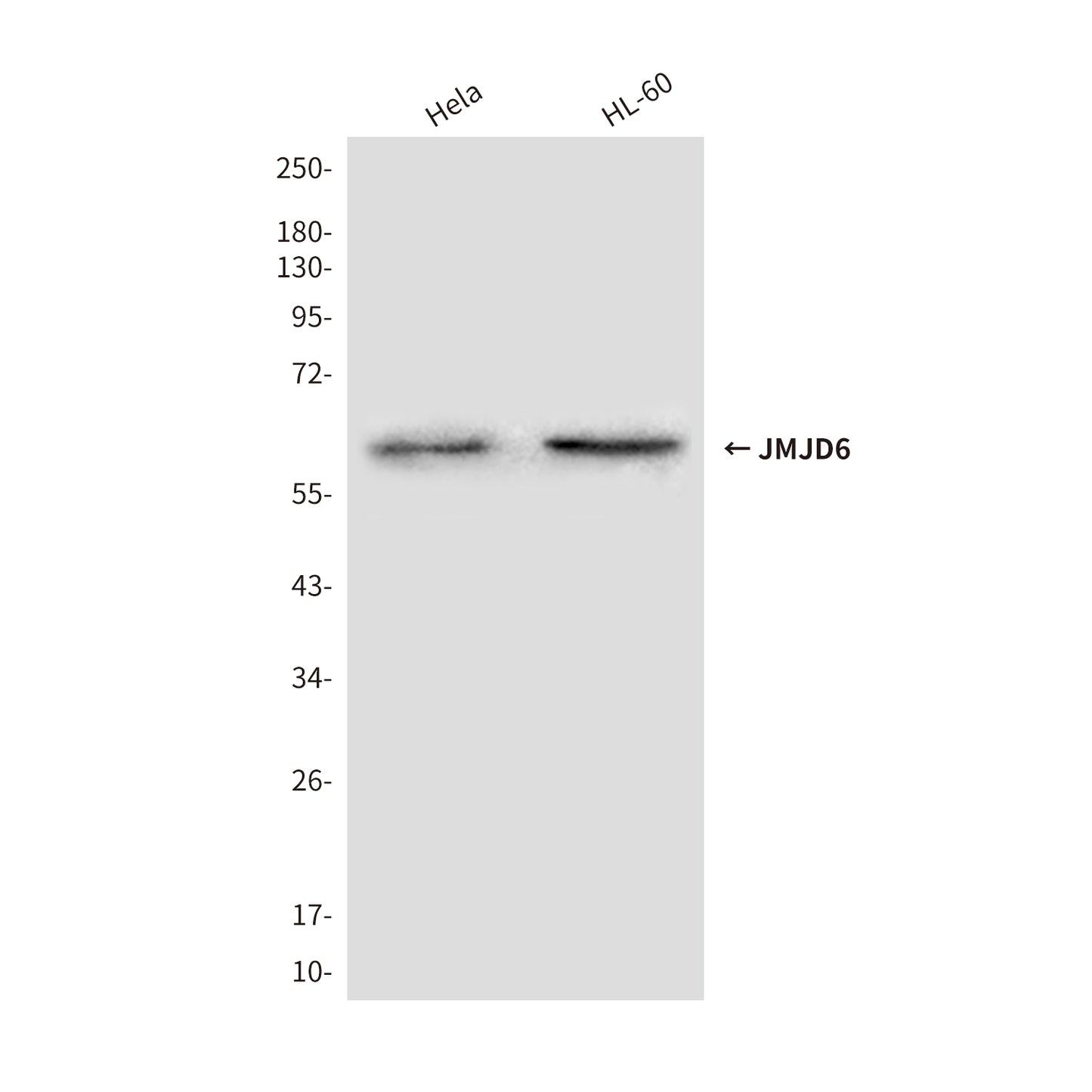 JMJD6 (3G5) Mouse Monoclonal Antibody